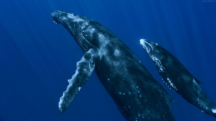 Two Humpback Whales Swimming Underwater