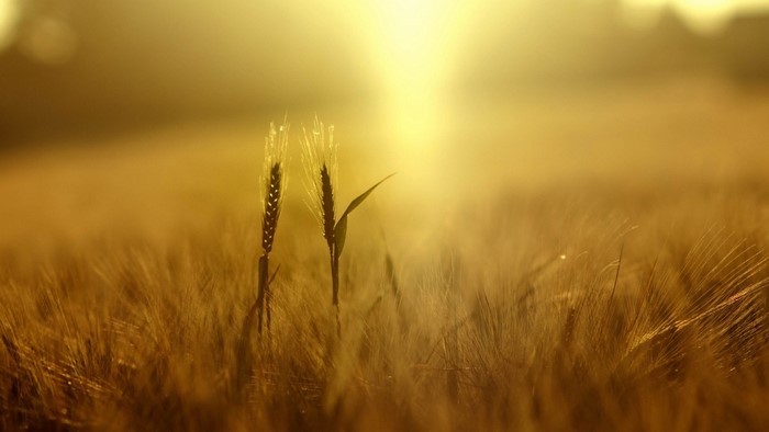 Wheat field at sunrise with sun rays