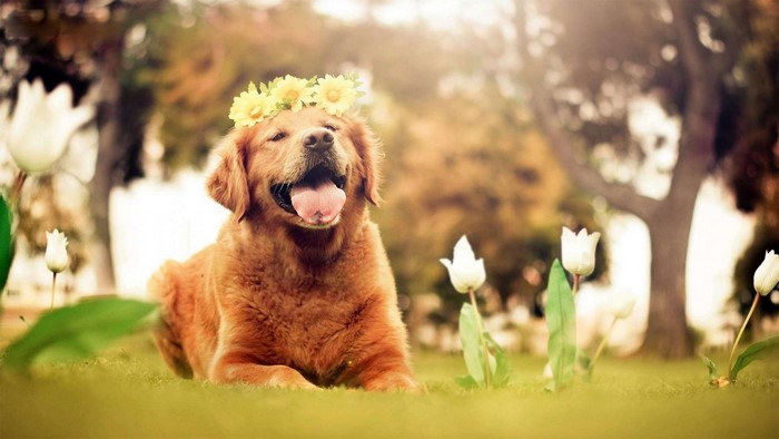 Golden Retriever Dog Wearing Flower Crown in Garden
