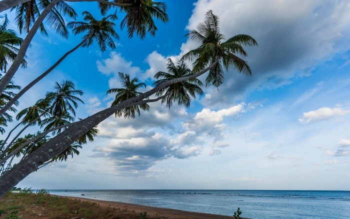 Palm trees leaning over a tropical beach and ocean