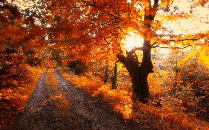 Sunlight filtering through autumn trees onto a forest road