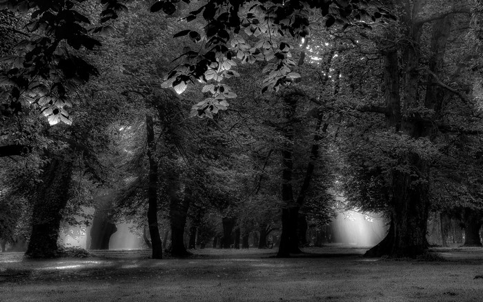 Monochrome forest with sunlight filtering through trees