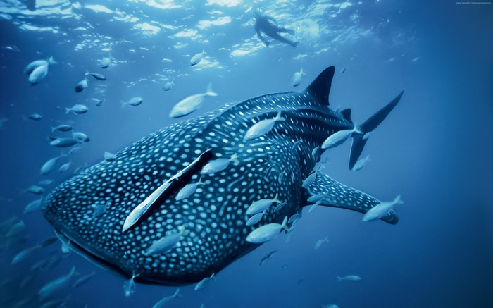 Whale shark swimming with fish and diver in Palau