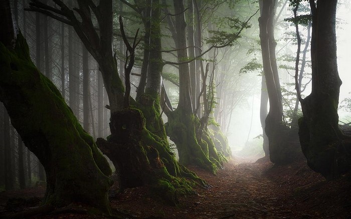 Misty Ancient Beech Forest Path in France