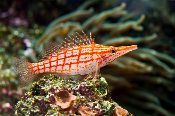 Longnose Hawkfish on Coral Reef