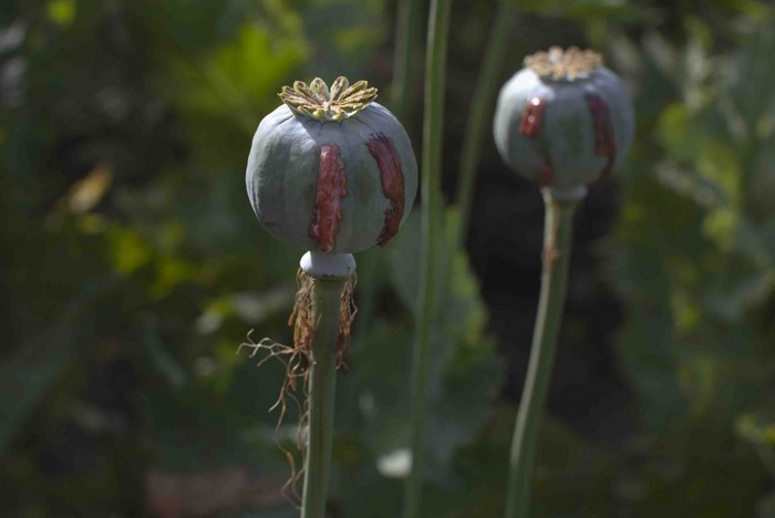 Two opium poppy seed pods with red streaks