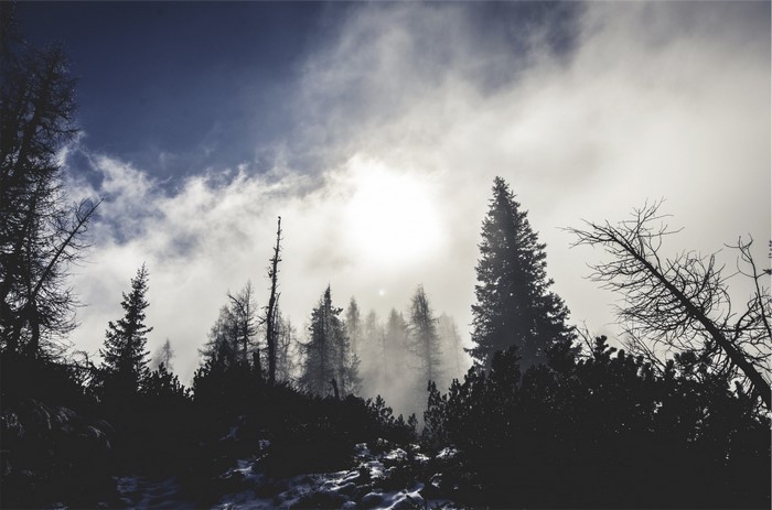 Misty forest with sunlit clouds and silhouetted trees