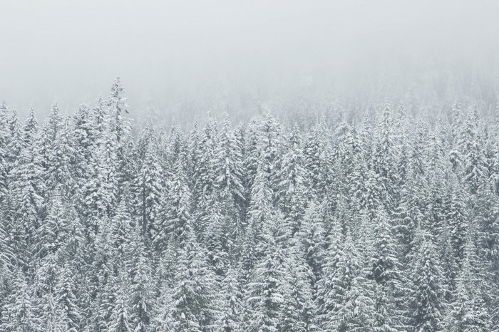 Snow-covered evergreen forest in mist