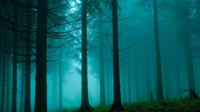 Misty forest with tall trees and green ground