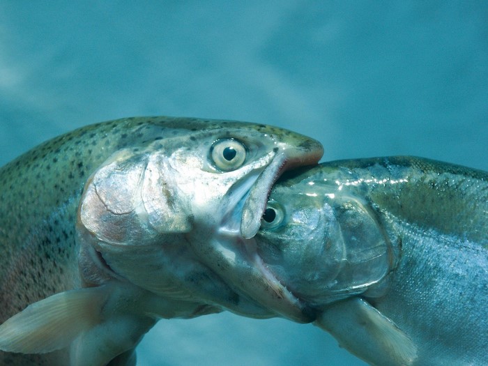 Two trout fish biting each other underwater