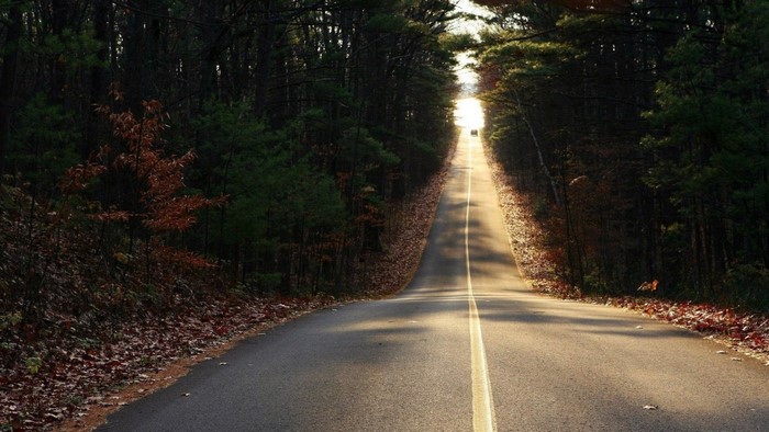 Road through a forest with sunlight and autumn leaves