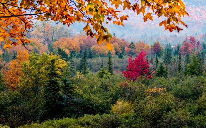 Autumn forest with colorful leaves and pine trees