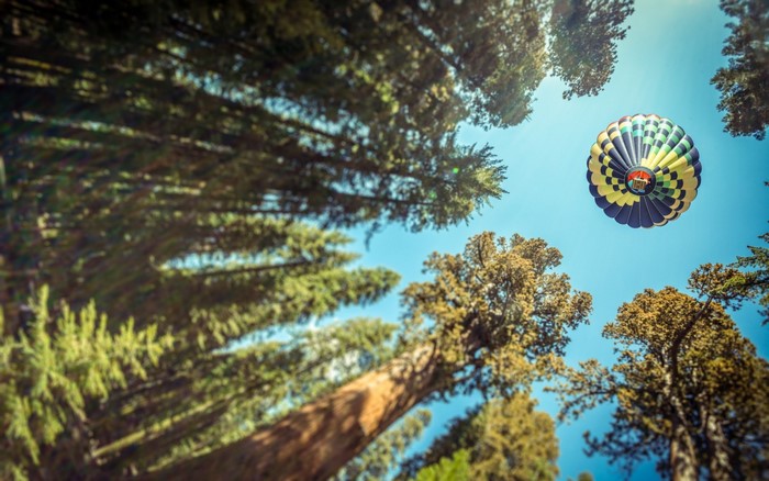 Hot air balloon flying over redwood trees