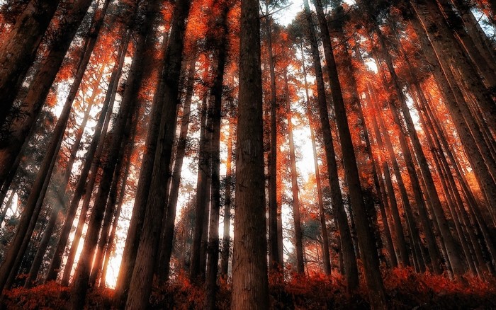 Sunlight filtering through tall trees in a forest
