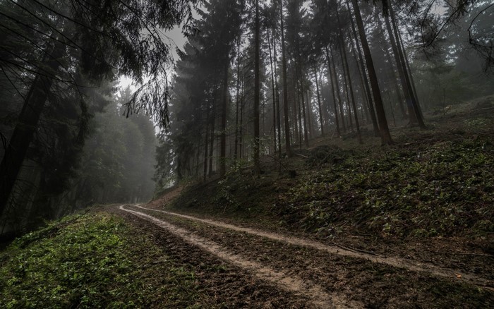 Muddy forest road in misty German woodland