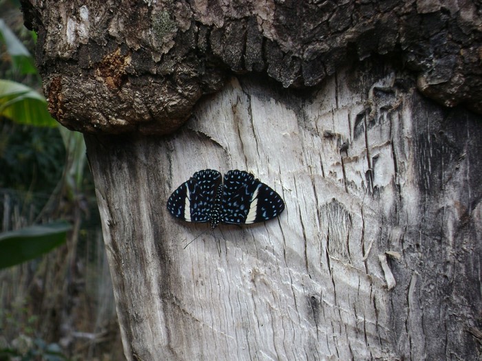 Butterfly on a tree trunk