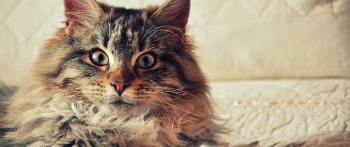Close up of a long-haired tabby cat