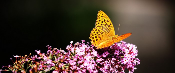 Orange butterfly with black spots on purple flowers