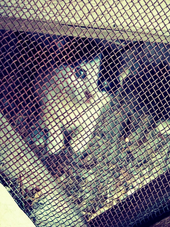 Cat behind a rusty metal mesh