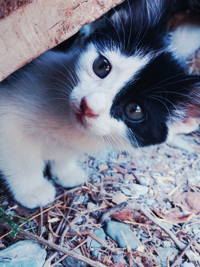 Black and white kitten peeking from behind wood