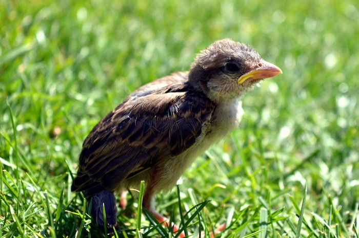 A young sparrow chick stands in green grass