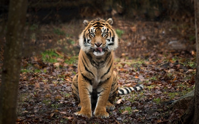 Tiger sitting in a forest with tongue out