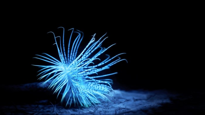 Blue sea creature with tentacles on black background