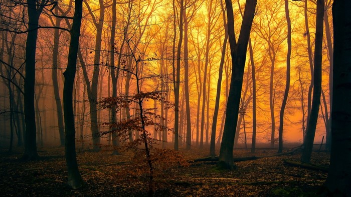 Forest with orange sunlight and mist