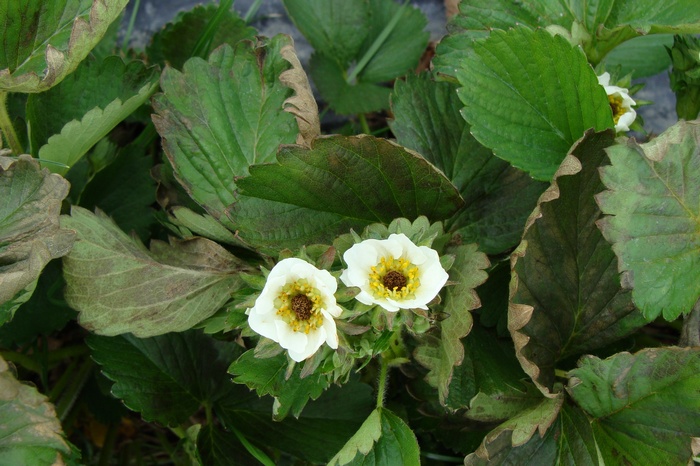Strawberry plant with white flowers and damaged leaves