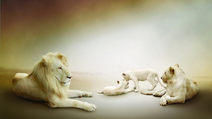 White lions family resting in a hazy landscape