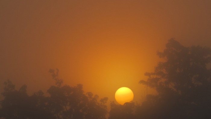 Sun setting through haze and trees