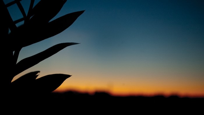 Silhouette of leaves against a sunset sky