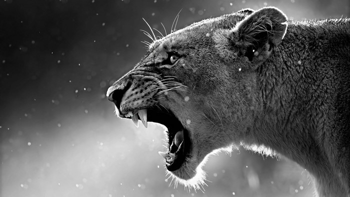 Monochrome portrait of a roaring lioness