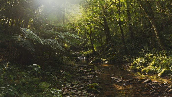 Sunlight filtering through a forest onto a stream