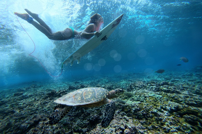 Surfer girl swims with sea turtle underwater