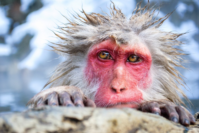 funny, cute animals, Chimpanzee, monkey