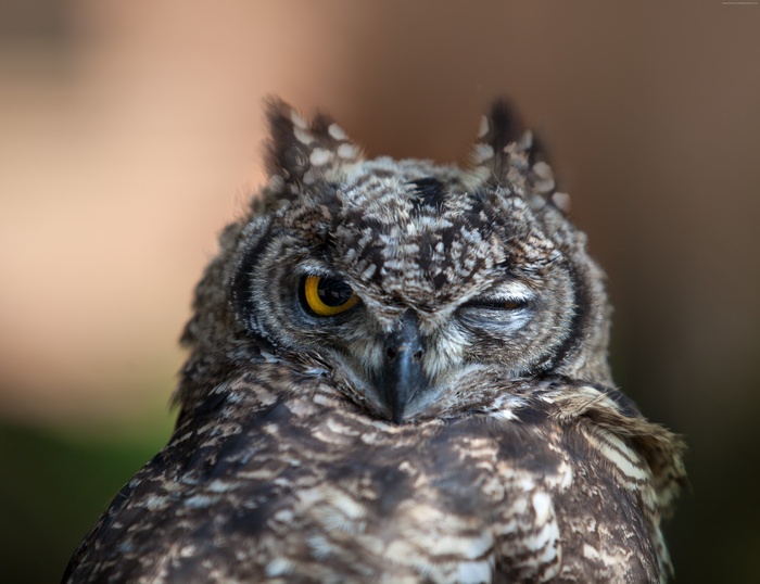 Close-up of a winking owl