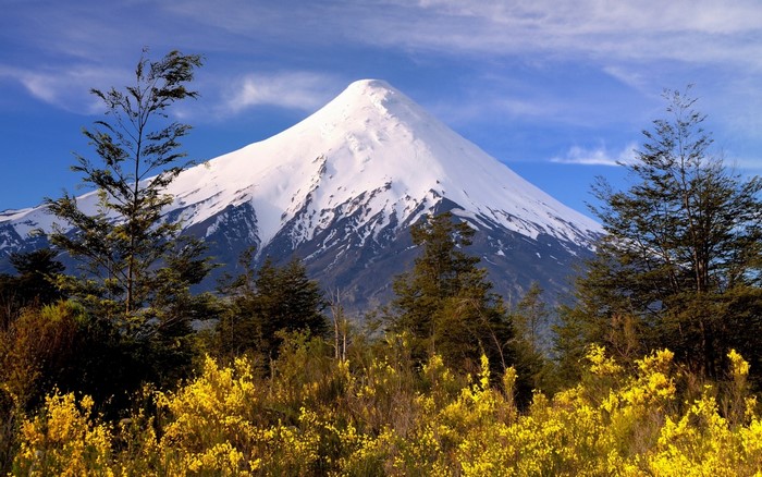 Snow-Capped Volcano with Yellow Wildflowers in Chile