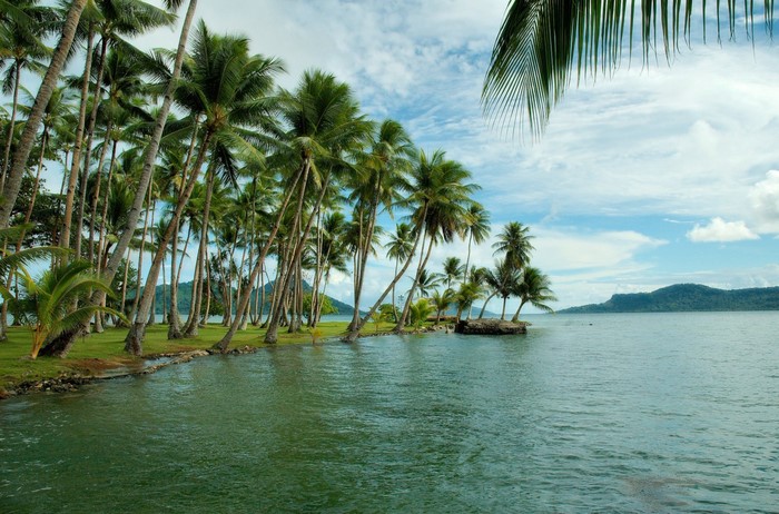 Tropical coast with palm trees and ocean