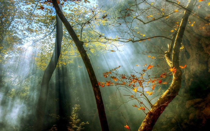 Sunlight filtering through trees in a misty forest during autumn