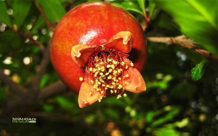 Close up of a pomegranate flower with a bee