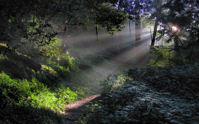 Sunlight filtering through trees onto a forest path