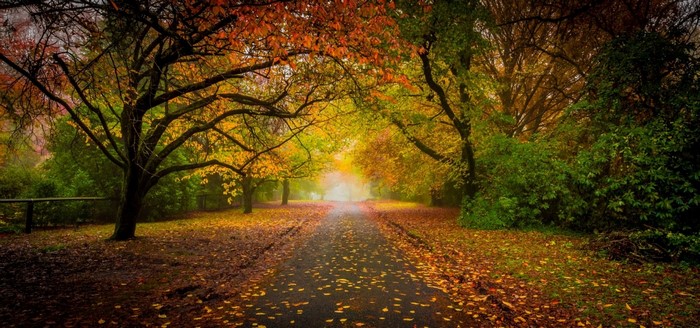 Autumn road with colorful trees and mist