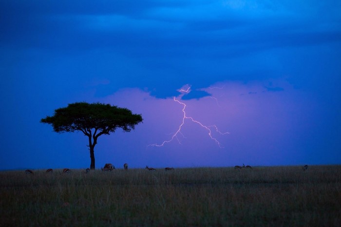 Lightning strikes over a savannah with antelopes and a tree