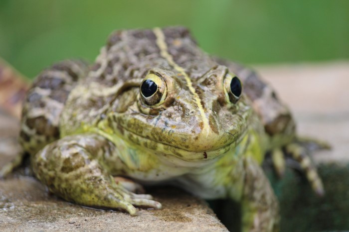 Close up of a frog on a rock