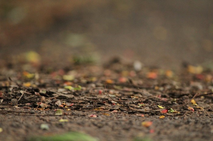Close-up of forest floor with fallen leaves and twigs