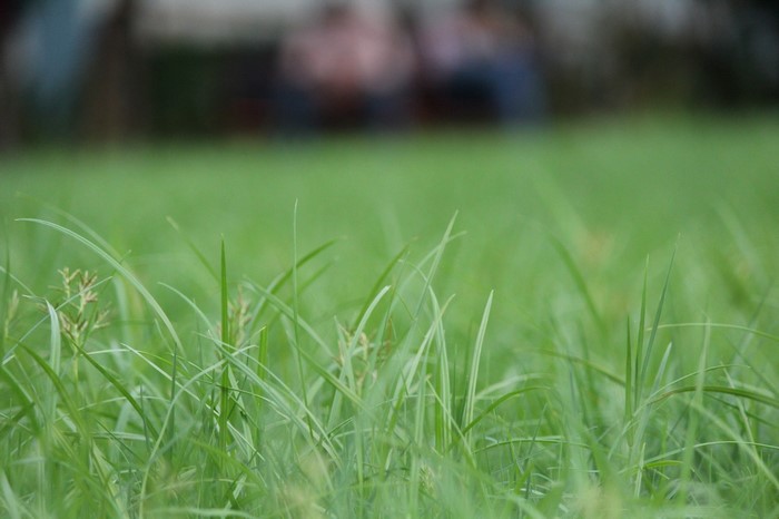 Close-up of green grass with blurred background