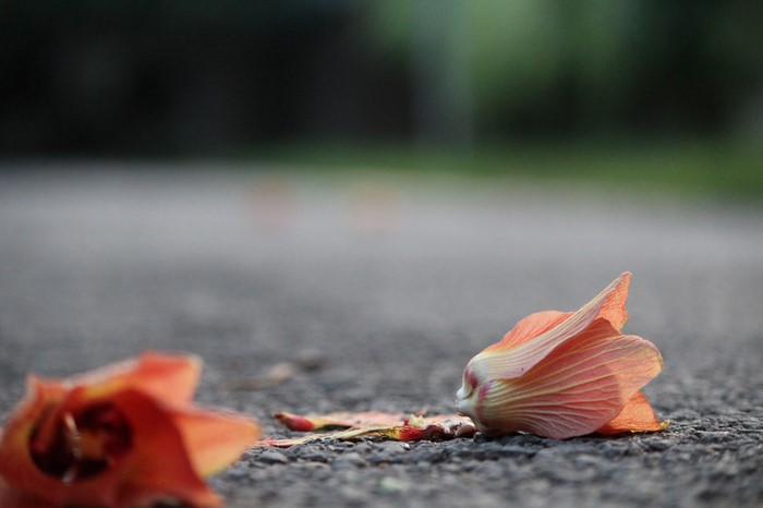 Fallen orange flowers on a paved path