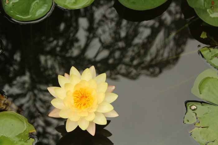 Serene Yellow Water Lily on Calm Pond