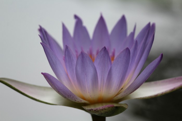Close-up of a purple water lily flower